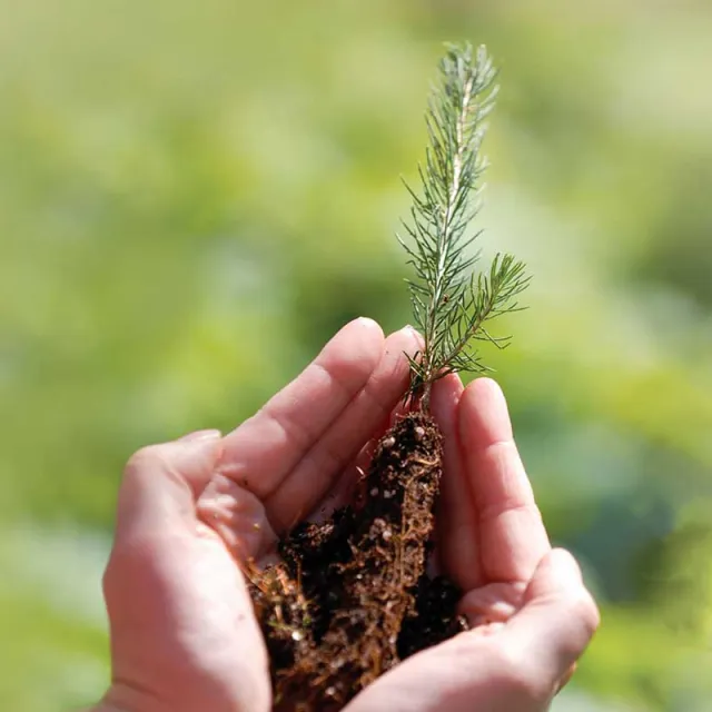 A person gently cradles a young sapling with roots, symbolizing growth and care in a vibrant, green environment.