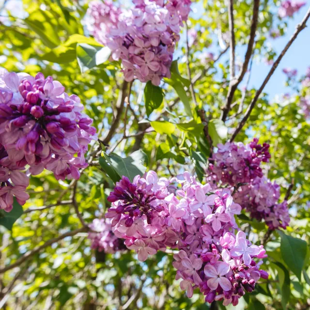 Delicate clusters of lilac flowers bloom amidst vibrant green foliage under a clear blue sky.