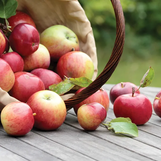 Basket of Apples