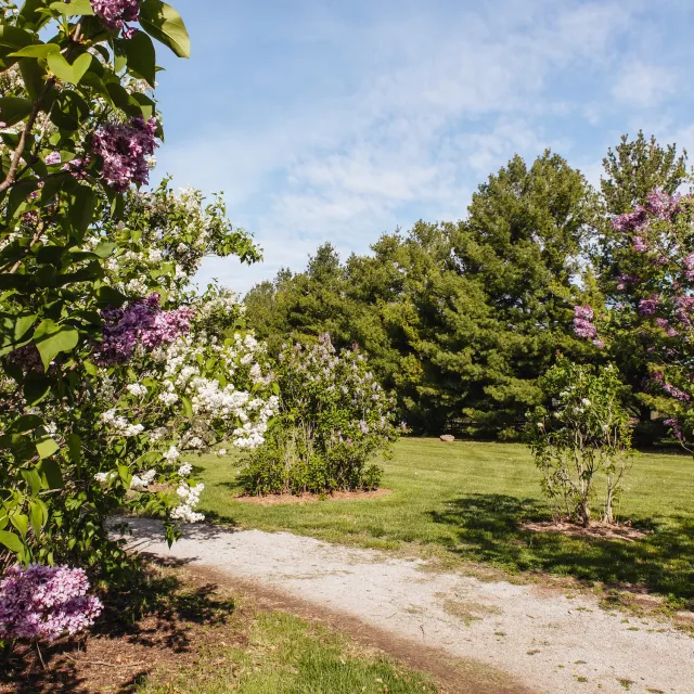 A serene park scene featuring blooming lilac bushes in purple and white, with a gravel path and lush green trees under a blue sky.