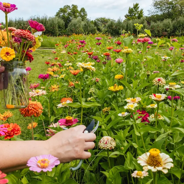 A person holds a bouquet of colorful flowers in one hand and uses scissors to cut a flower in a field of blooming zinnias.