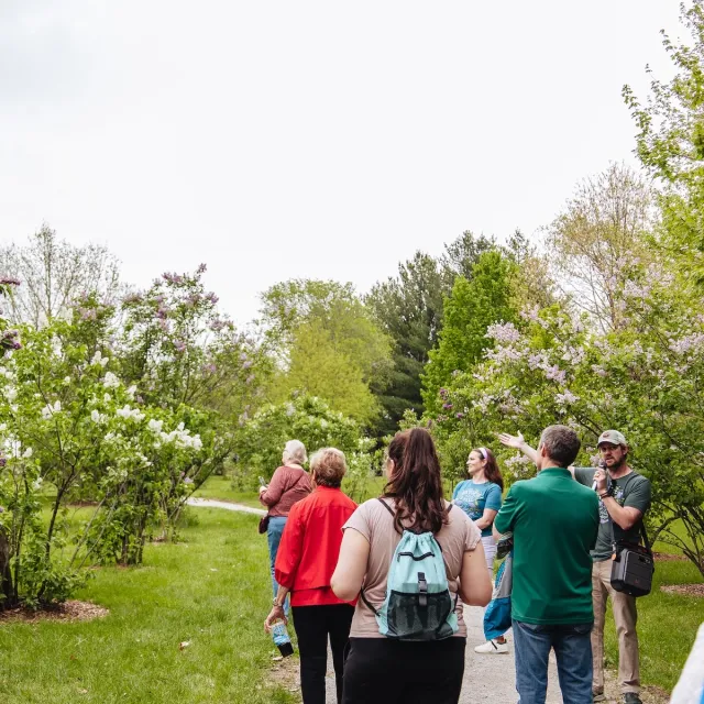 A group of people walks along a path lined with blooming lilac bushes, surrounded by lush greenery and an overcast sky.
