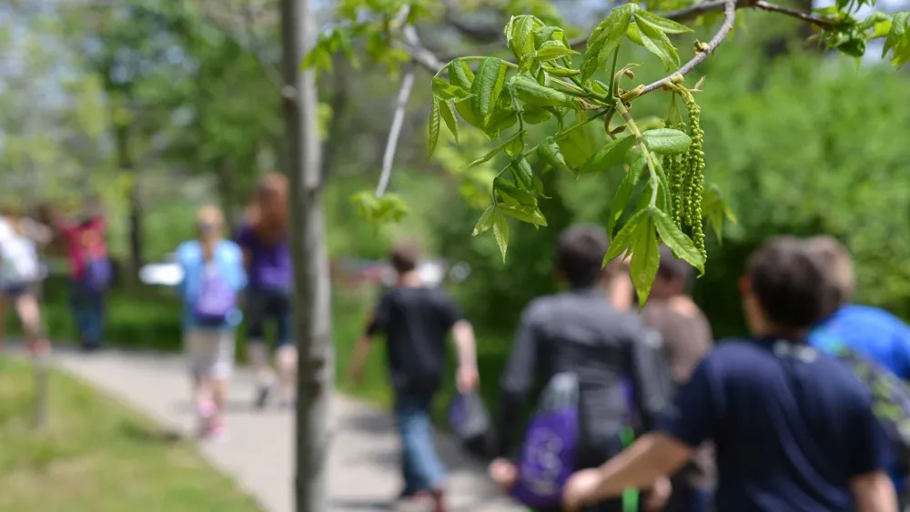 A diverse group of people walking along a path lined with trees, enjoying a sunny day outdoors.