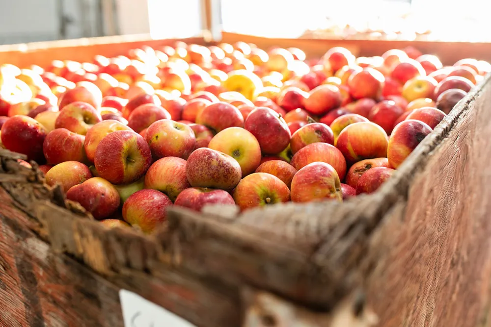 A wooden box overflowing with fresh, red apples.