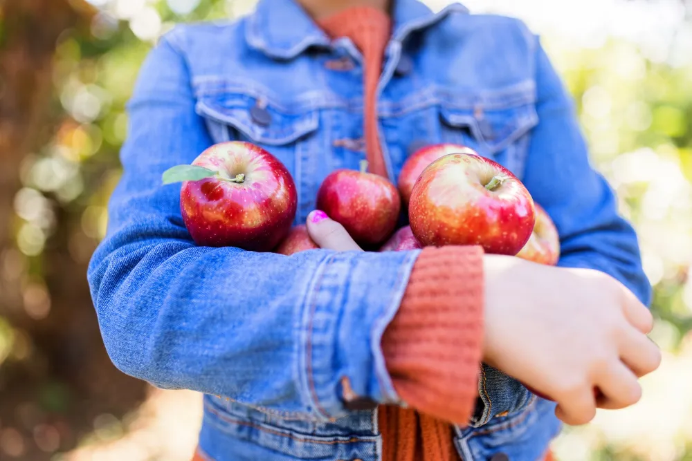 A girl in a denim jacket holds several shiny red apples close to their chest, surrounded by a soft-focus orchard background.