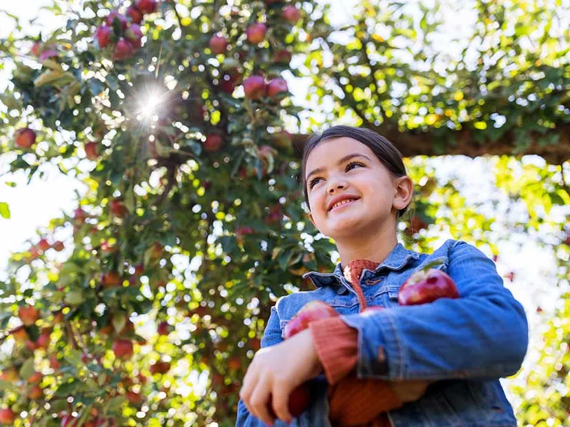 A person in a denim jacket holds red apples, surrounded by sunlit apple trees laden with ripe fruit.