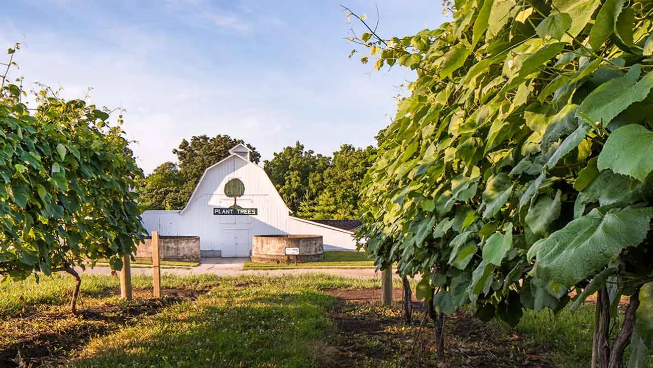 Grow Trees building amongst the vineyard