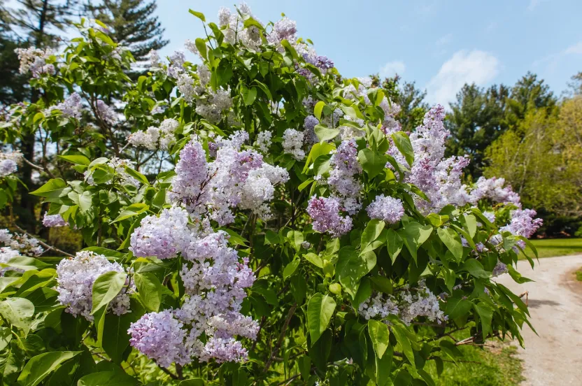 A vibrant lilac bush adorned with clusters of purple and white flowers, surrounded by green leaves and a sunny blue sky.