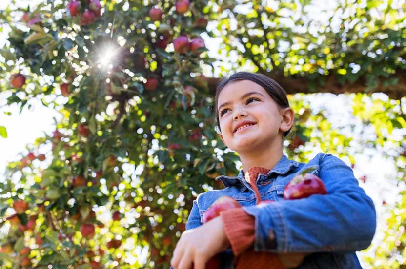 A person in a denim jacket holds red apples, surrounded by sunlit apple trees laden with ripe fruit.