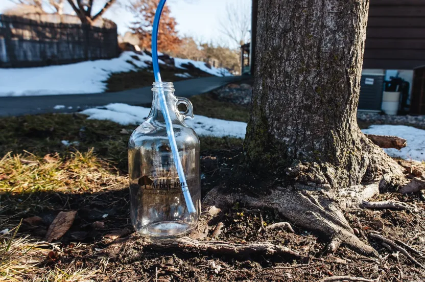 A clear glass jug with a blue tube rests beside the base of a tree, surrounded by grass and remnants of snow.